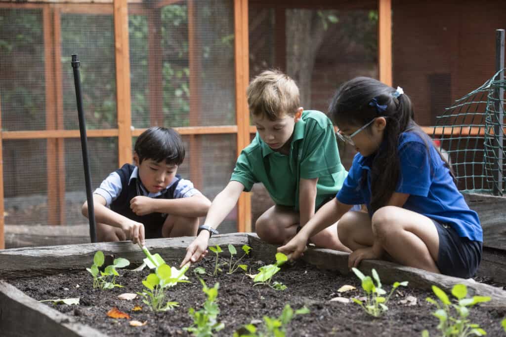 Primary students connect with nature by planting vegetables outdoors.